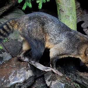 Crab-eating Raccoon at Wissel Zoo, Epe, 01/06/12