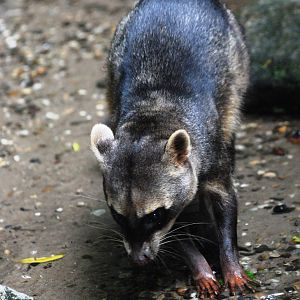Crab-eating Raccoon at Wissel Zoo, Epe, 01/06/12