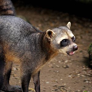 Crab-eating Raccoon at Wissel Zoo, Epe, 01/06/12