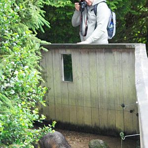 Raccoon Photography at Wissel Zoo, Epe, 01/06/12