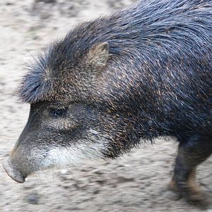 White-lipped Peccary at Wissel Zoo, Epe, 01/06/12