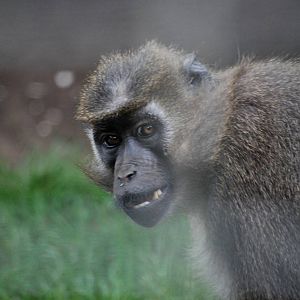 Agile Mangabey at Wissel Zoo, Epe, 01/06/12