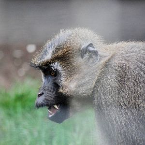 Agile Mangabey at Wissel Zoo, Epe, 01/06/12
