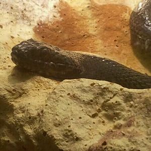 Jun. 2012-Mangrove Salt Marsh Snake