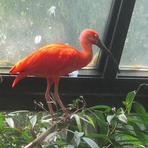 Jun. 2012-Scarlet Ibis