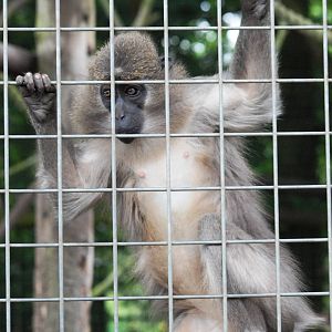 Agile Mangabey at Wissel Zoo, Epe, 01/06/12