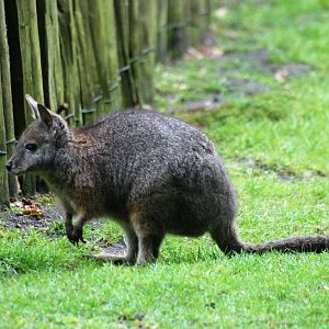 Tammar Wallaby at Wissel Zoo, Epe, 01/06/12