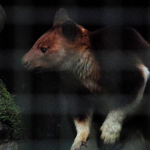 Goodfellow's Tree Kangaroo at Wissel Zoo, Epe, 01/06/12