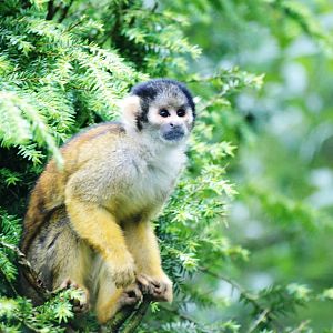 Peruvian Squirrel Monkey at Wissel Zoo, Epe, 01/06/12