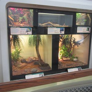 Jun. 2012-Snake/Gecko exhibits