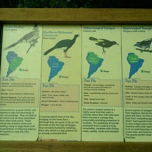 Jun. 2012-South American Bird Signs in Wings of the World (1)