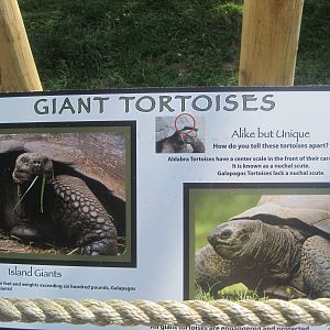Giant Tortoise Sign