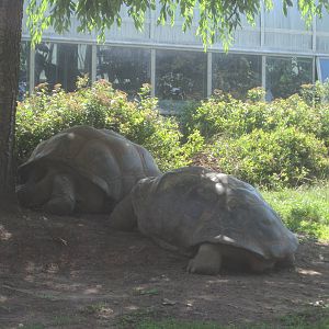 Giant Tortoises