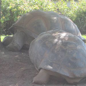 Aldabra and Galapagos Tortoise