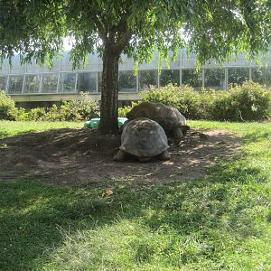 Giant Tortoise Exhibit