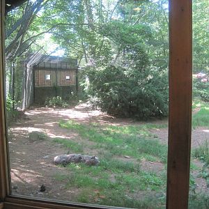 WOLF- Gray Wolf Exhibit