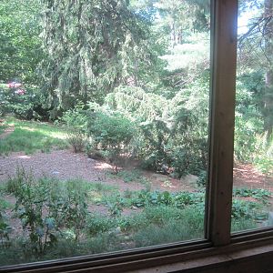 WOLF- Gray Wolf Exhibit