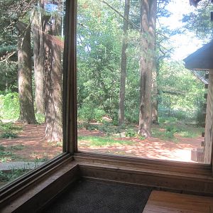 WOLF- Gray Wolf Exhibit
