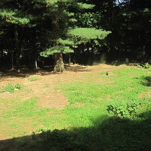 WOLF- Red Wolf Exhibit