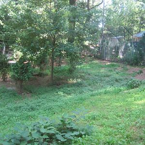 WOLF- Red Wolf Exhibit