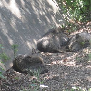 Hoofstock- Chacoan Peccaries
