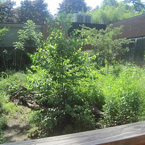 Hoofstock- Chacoan Peccary Exhibit