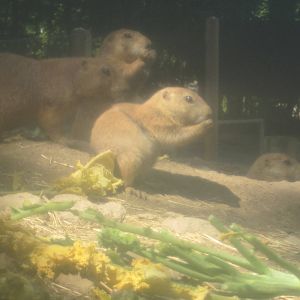 Hoofstock- Prairie Dogs