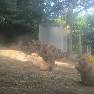 Hoofstock- Prairie Dogs