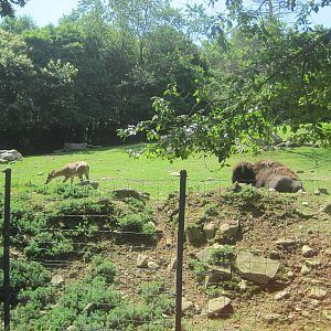 Hoofstock- Bison/Deer Exhibit