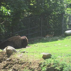 Hoofstock- Bison/Deer Exhibit