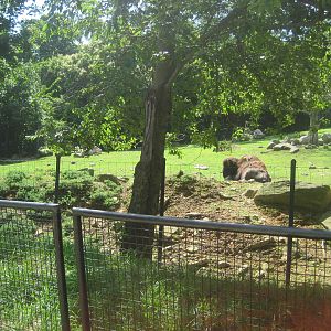 Hoofstock- Bison/Deer Exhibit