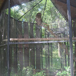 Hoofstock- Barred Owl Exhibit