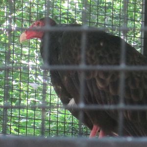 Hoofstock- Turkey Vulture