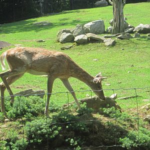 Hoofstock- White-Tailed Deer