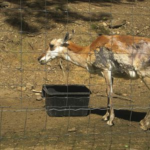 Hoofstock- Pronghorn