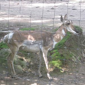 Hoofstock- Pronghorn