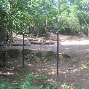 Hoofstock- Pronghorn Exhibit