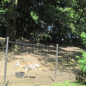 Hoofstock- Pronghorn Exhibit