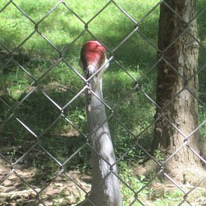 Alligator Alley- Stare of the Sandhill