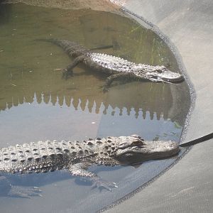 Alligator Alley- American Alligators