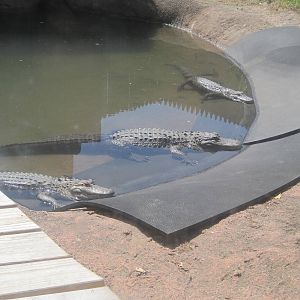 Alligator Alley- American Alligators