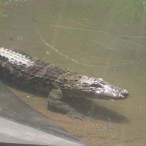 Alligator Alley- American Alligator