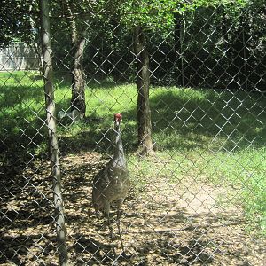 Alligator Alley- Sandhill Crane Exhibit