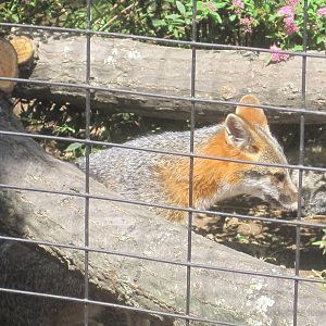 Alligator Alley- Gray Fox