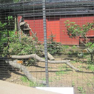 Alligator Alley- Gray Fox Exhibit