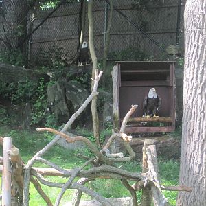 Alligator Alley- Bald Eagles