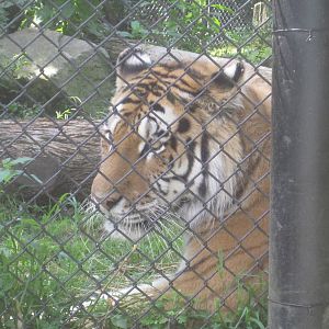 Predators- Amur Tiger