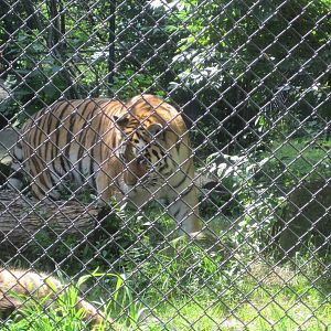 Predators- Amur Tiger