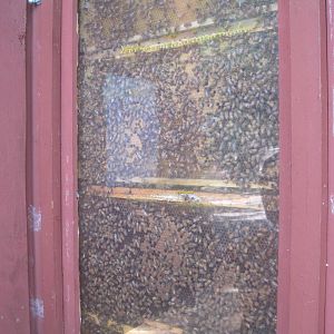 New England Farmyard- Honeybees