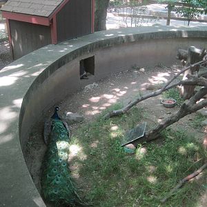 New England Farmyard- The Porcupine and the Peafowl